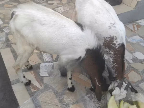 Արու այծ, Այծեր