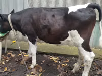 گاو ماده, Russian Black pied cattle — عکس 2
