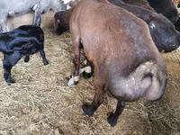 Kambing jantan, Sheep — foto 1
