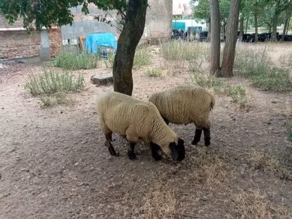 Får, Får