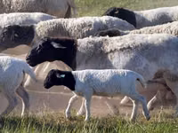 Montone, Dorper sheep — foto 4