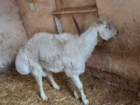 Ram, Sheep — photo 3