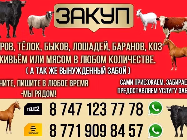 Kůň, Koně — Kazachstán