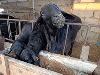 Sheep (batch, sex not specified), Blackheaded Persian sheep — photo 1