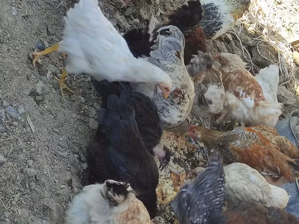 Chickens — Kyrgyzstan