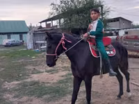 مادیان, Arabian horse — عکس 4