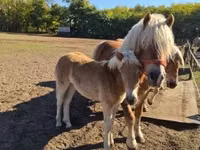 Kobila, Haflinger — fotografija 1