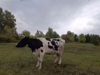 Krava, Russian Black pied cattle — foto 2
