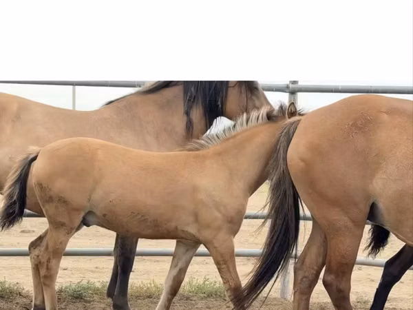 Horse (M), Mugalzhar horse