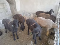 Kambing jantan, Sheep — foto 3