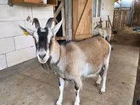 Goat, Alpine goat — photo 1