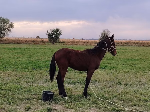 Horse (M), Horses — Kyrgyzstan