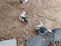Geese — photo 1