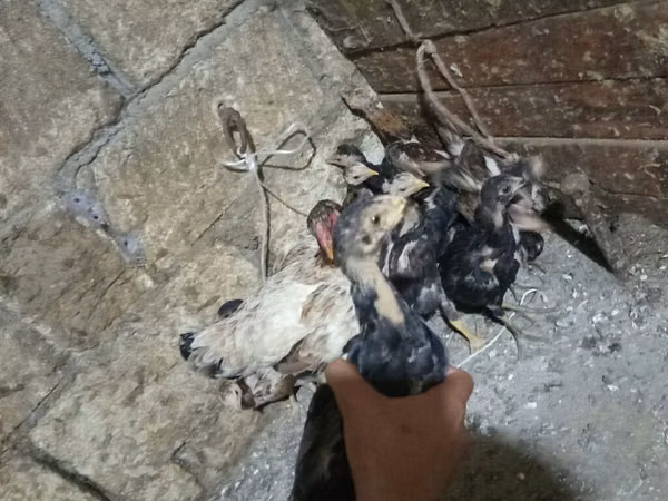 Chickens — Azerbejdżan