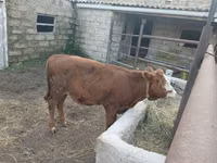 Vaca, Simmental cattle — foto 2