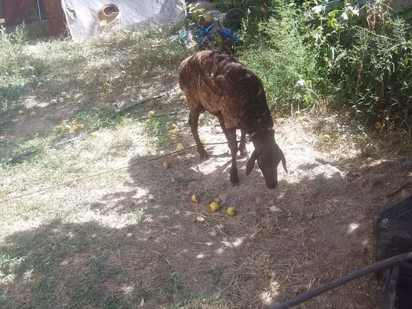 Ram, Edilbay sheep — Kyrgyzstan