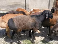 مینڈھا, بھیڑیں — تصویر 4