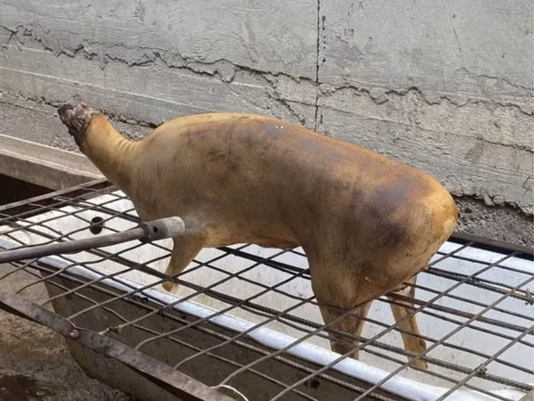 Ram, Sheep — Kazakhstan