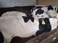 Tyre, Russian Black pied cattle — foto 1