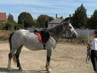 Mare, Horses — photo 4