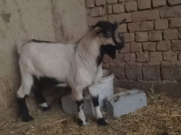 Billy Goat, Goats