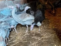 Turkeys — photo 2
