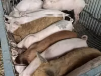 สุกร (เป็นล็อต, ไม่ระบุเพศ), หมู — รูปภาพ 3