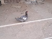 Ducks — الصورة 1