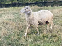 የጎትት አውራ በግ, Karakul sheep — ፎቶ 5