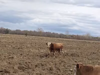 ثور, Simmental cattle — الصورة 1