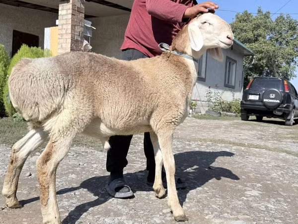 Ram, Arashan sheep