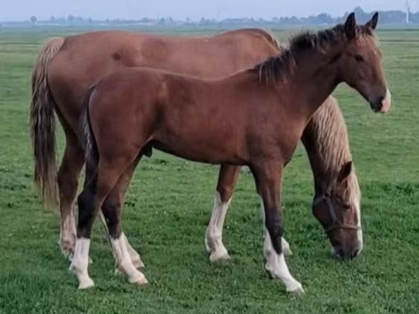 گھوڑی, Dutch warmblood horse
