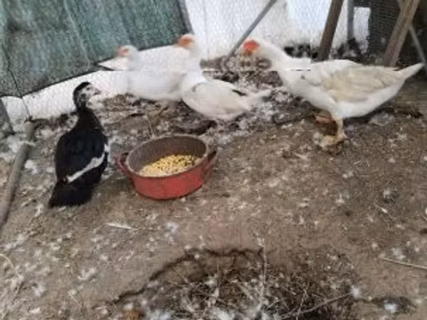 Ducks — Hungary