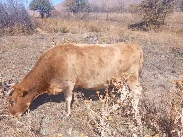 Vacă, Bovine — Kazahstan