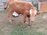 گاو نر, Simmental cattle — عکس 6