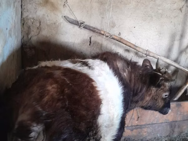 Ram, Sheep — Kazakhstan