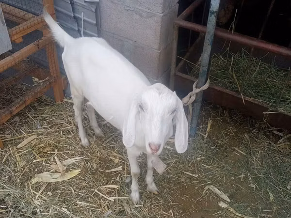 Billy Goat, Goats — Kyrgyzstan