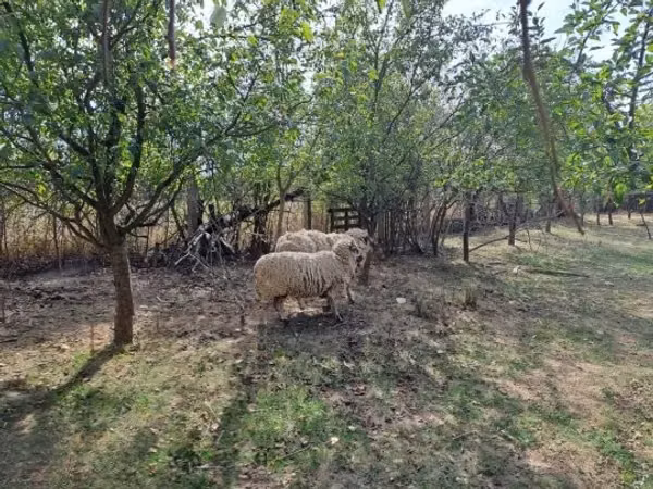 แกะตัวผู้, Tsigai sheep