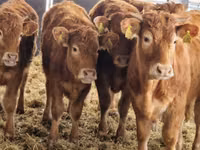 सांड, Simmental cattle — फ़ोटो 4
