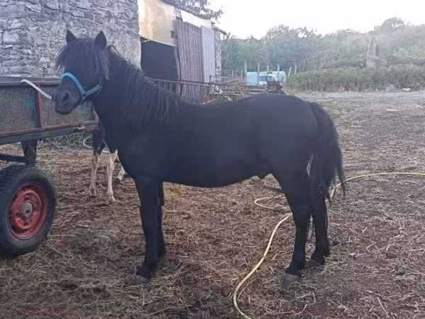 Horse (M), Horses — Hungary