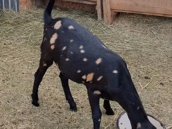 Goat, Kamori goats