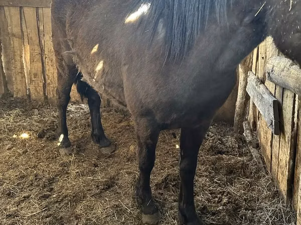 Mare, Horses