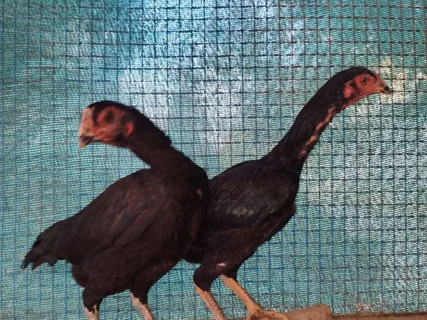 Chickens
