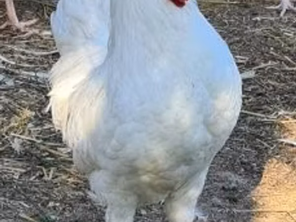 Chickens — مجارستان