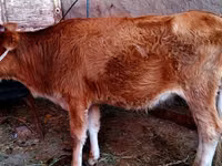 Krowa, Bydło — zdjęcie 2