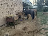 ፈረስ, Friesian sport horse — ፎቶ 2
