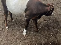 Cow, Cattle — photo 2