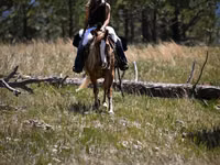 اسب نر, Gypsy horse — عکس 7