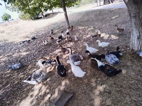 Německý pekin