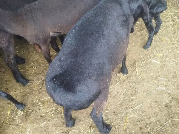 Ram, Sheep — Uzbekistan